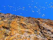 Naujaat - Gull Colony