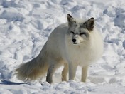 Arctic Fox 