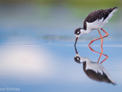 Black-necked Stilt