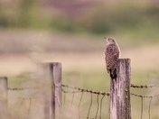 Northern Yellow-shafted Flicker
