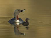 Red-trothed loon and chick