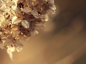 Have you ever tried to breathe the light?