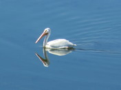 Pelican Image