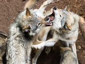 Wolves Dinner Time