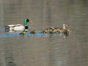 Mallard family
