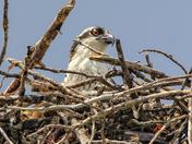 Osprey Fledgling