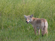 Coyote.