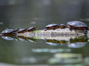 Turtle Family