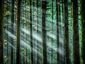 Sunshine through the trees