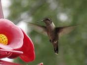 Hummingbird