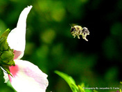 Busy Bumble Bee