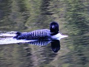 A Loon first thing in the morning