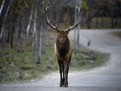 Wapiti