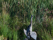 Blue Heron 
