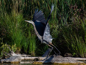 Blue Heron 