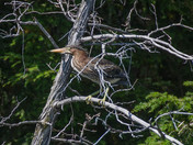 Blue Heron 