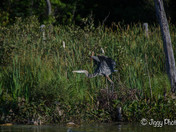 Blue Heron 