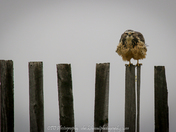 Hawk on a Picket