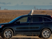 A Funny Thing Happened