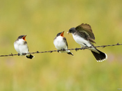 Easter kind bird feeding her checks