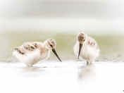 Avocet