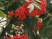 Mountain Ash