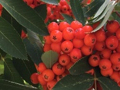 Mountain Ash #2