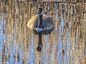 Reflections of a Goose