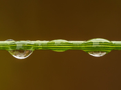 Grass stalk, water and Mother Nature
