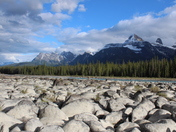 Athabasca River- Jasper