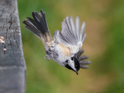 Diving Chickadee