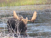 Bull Moose
