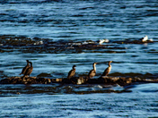 Cormorant Tea Party