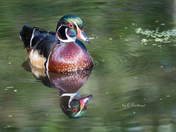 Wood Duck