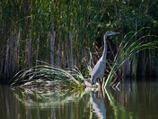 Heron's Home