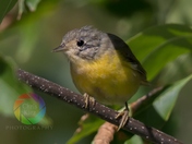 Fall Warbler