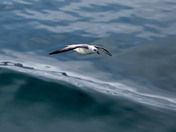 Northern Fulmar 