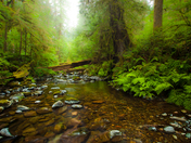 Goldstream River