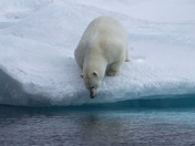A polar bear on an ice floe