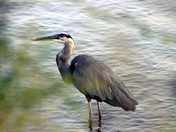 Blue Heron