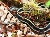 Common Garter Sanke