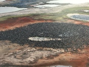 Take a real close look caribou herd