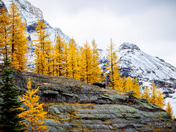 Golden Larches