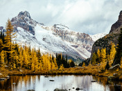 Majestic Golden Larches (Yoho)