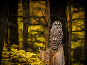Barred Owl on the Hunt