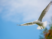 Through These Open Wings