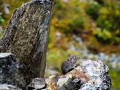 Curious Collared Pika