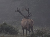 Looking into the fog