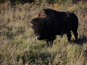 Bison in Riding Mountain National Park
