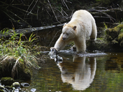 Spirit Bear Reflection